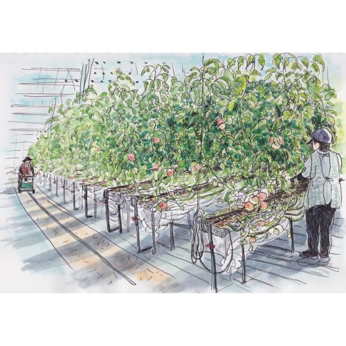 静岡県掛川市のトマトのグリーンハウスのスケッチ