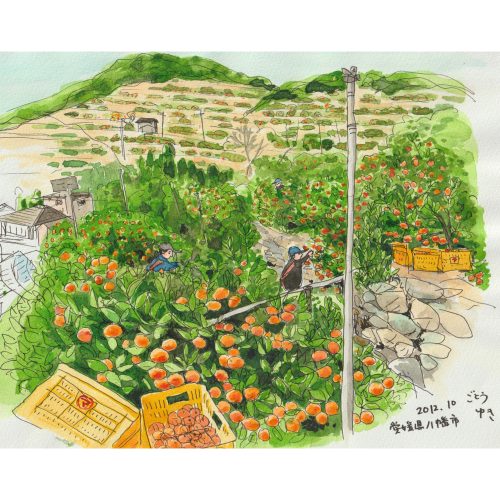 愛媛県八幡市のみかん畑で収穫する人のスケッチ