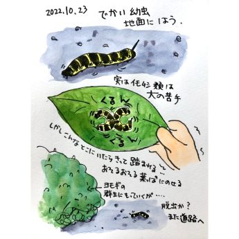 図工舎ごとうゆきのブログ一天一画　セスジスズメの幼虫を見つける